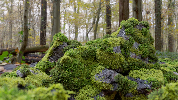 3D模型-苔藓石头资产预设 Moss 7 Species and Stones – PBR Asset Kit