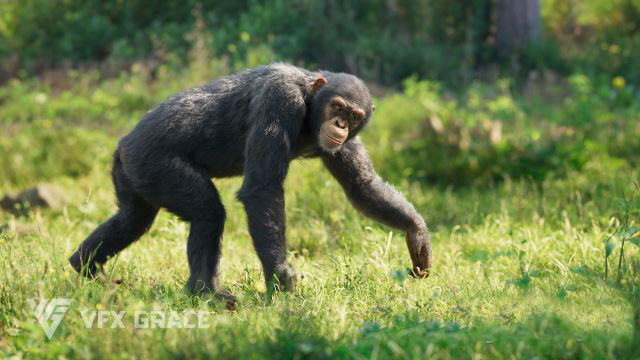 Blender黑猩猩3D模型 VFX Grace – Chimpanzee Animated