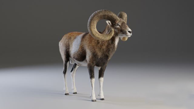 Blender欧洲山羊3D模型 VFX Grace – European Mouflon Male Animated