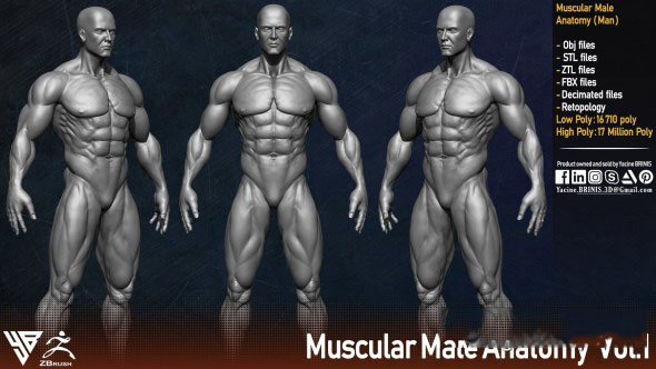 男性人体肌肉结构3D模型 Muscular Male Anatomy Human Base Mesh