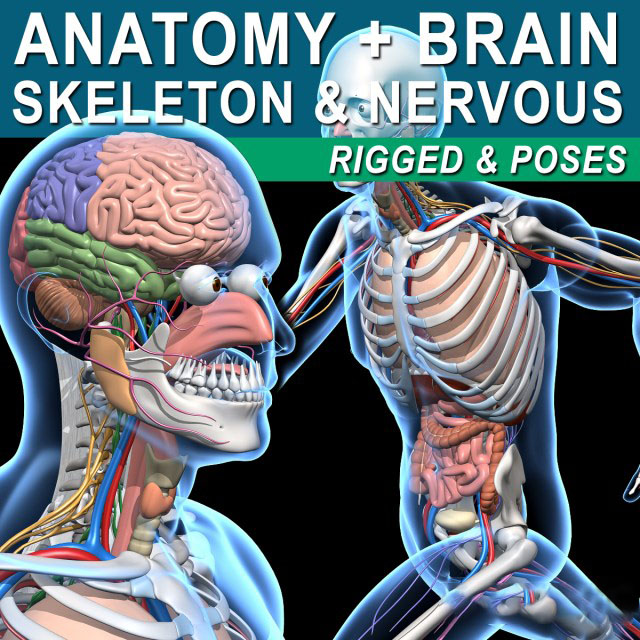 人体肌肉骨骼绑定3D模型 Turbosquid – Skeleton Anatomy Nervous Rigged (C4D/MAX/Blender格式)