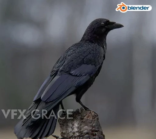 Blender乌鸦绑定动画3D模型 Carrion Crow Animation – VFX Grace