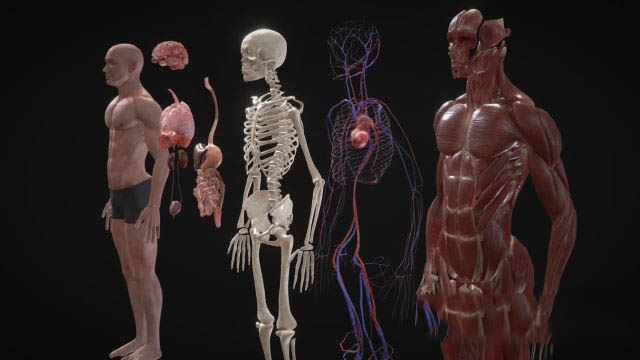 Blender/FBX人体肌肉骨骼解剖3D模型 Animated Full Human Body Anatomy