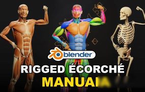 Blender肌肉解剖骨骼结构绑定3D模型下载 Muscle Anatomy – Ecorche Rigged V1.2