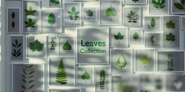 Blender叶子树叶模型贴图素材下载 Leaves Collection