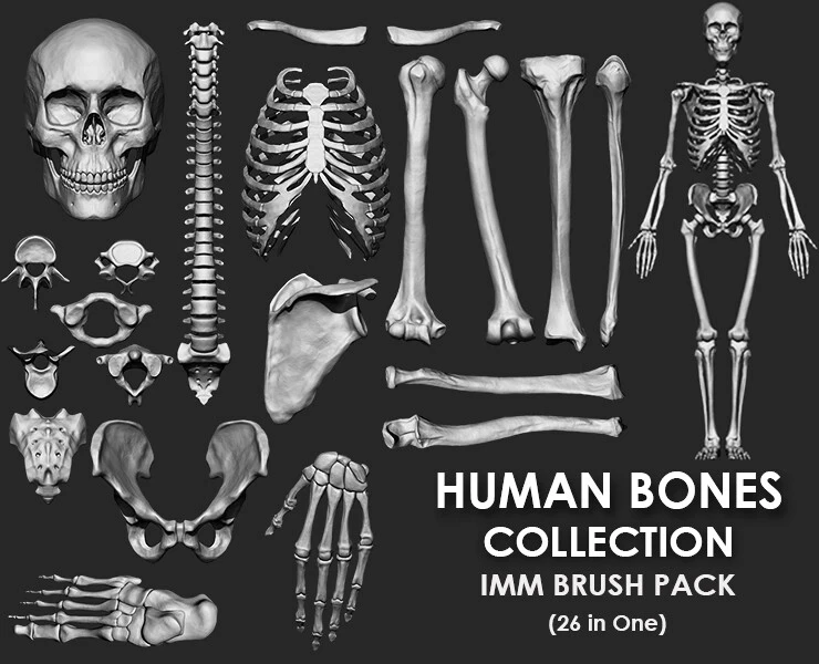 Artstation – Human Bones Collection