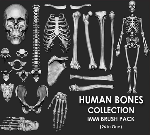 26组人体骨骼骷髅骨头3D模型免费下载 Artstation – Human Bones Collection