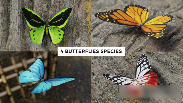 Butterfly-Realistic-3D-Model-Pack