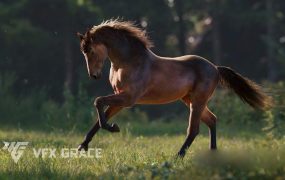 Blender/OBJ马匹骏马3D模型下载 VFX Grace – Brown Horse Animation 3D Model
